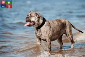 Read more about the article Ca de Bou breeders and puppies in Ústí