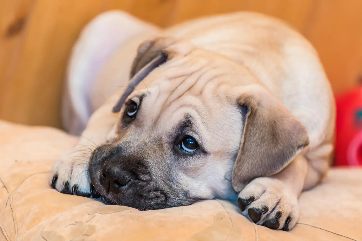 Buying a Ca de Bou puppy means taking responsibility! Buy Ca de Bou puppies.