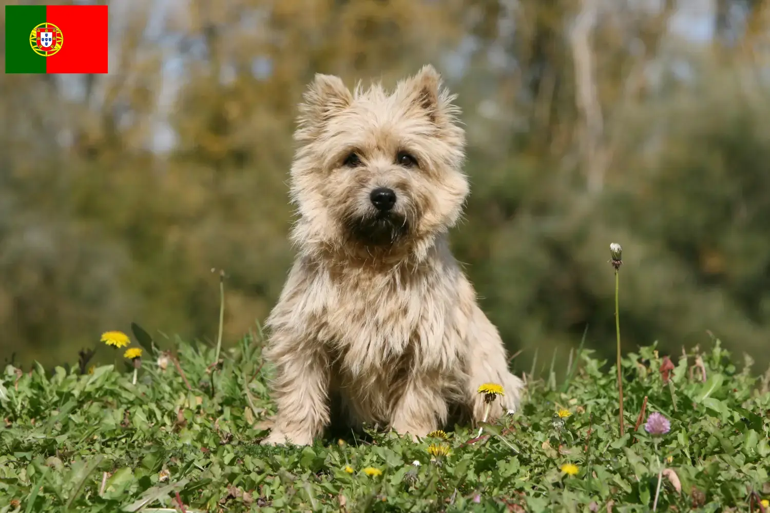Cairn Terrier puppies and breeders Portugal Find Cairn Terrier breeders in Portugal.