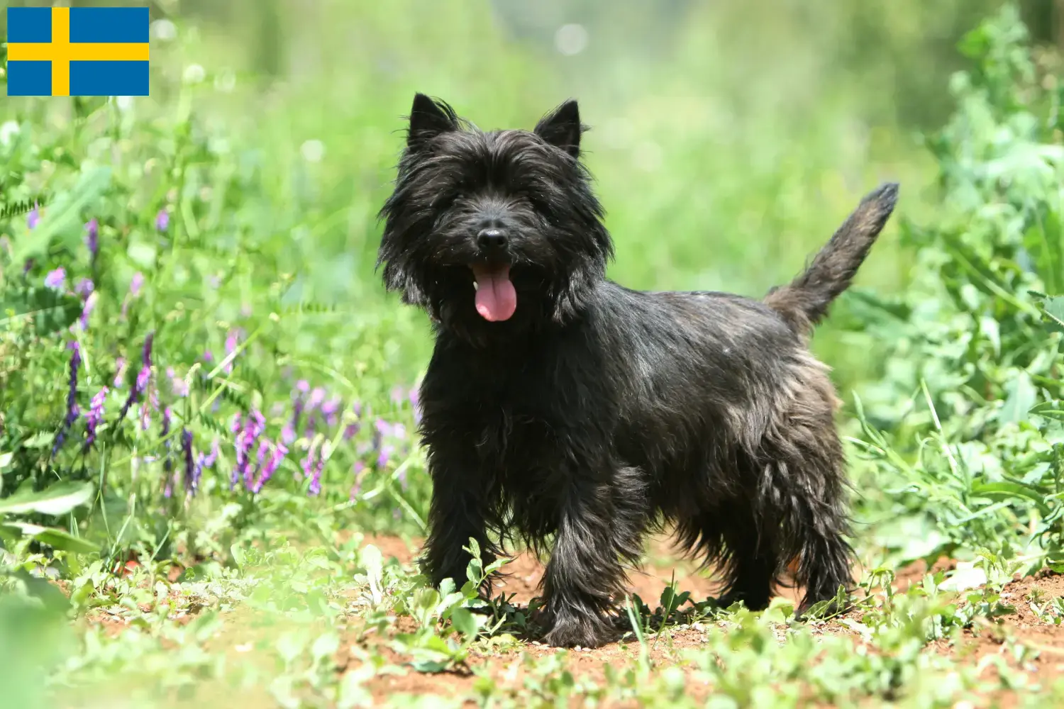 Cairn Terrier puppies and breeders Sweden Find Cairn Terrier breeders in Sweden.