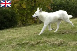 Read more about the article Canaan Dog Breeders and Puppies in the UK