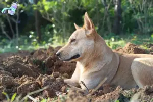 Read more about the article Canaan dog breeders and puppies in Nordjylland