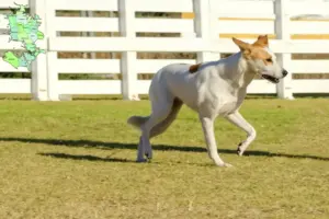 Read more about the article Canaan dog breeder and puppies in Sjælland