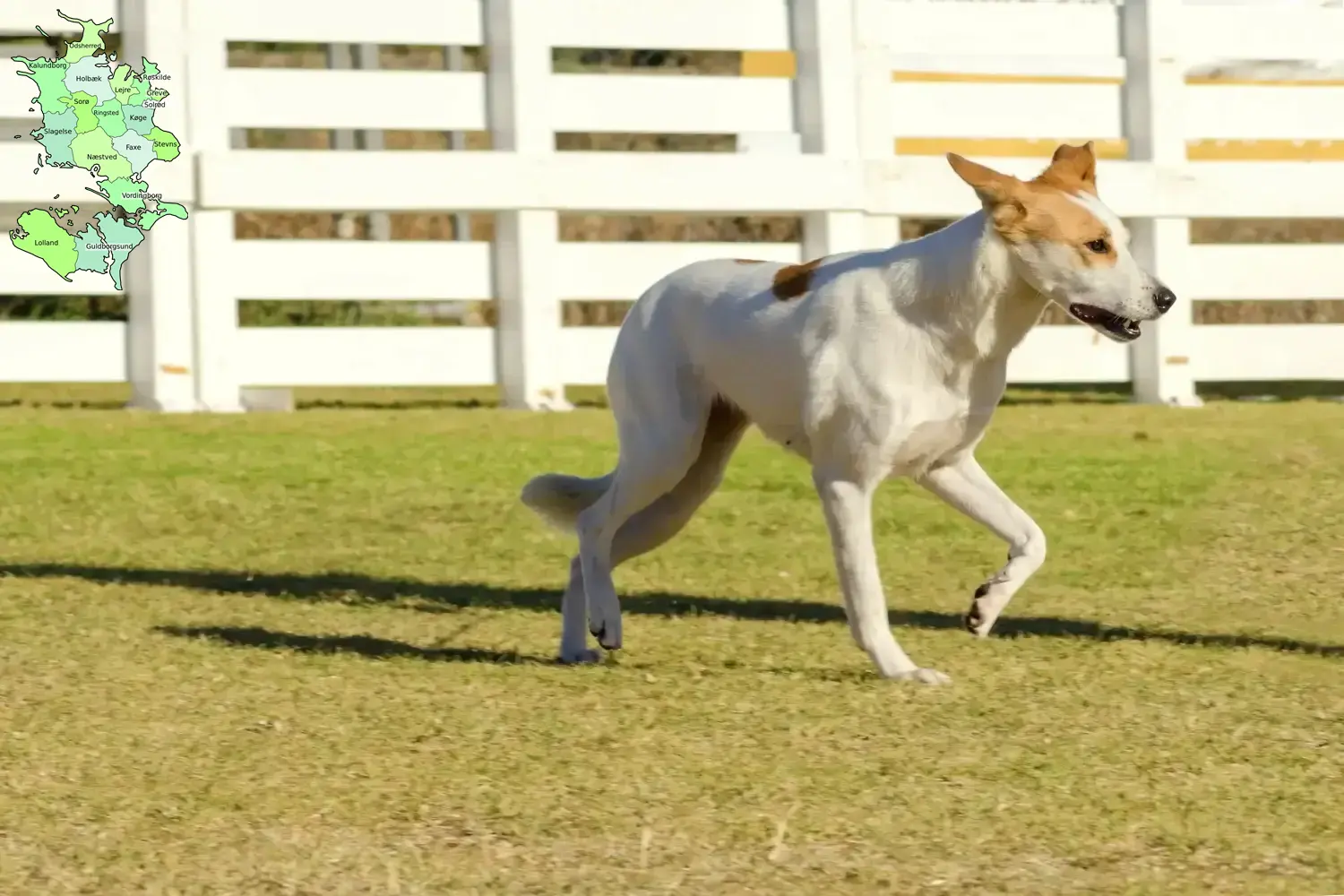Read more about the article Canaan dog breeder and puppies in Sjælland