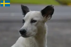 Read more about the article Canaan dog breeders and puppies in Sweden