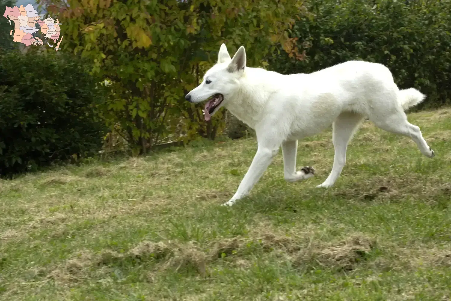 Read more about the article Canaan dog breeders and puppies in Syddanmark