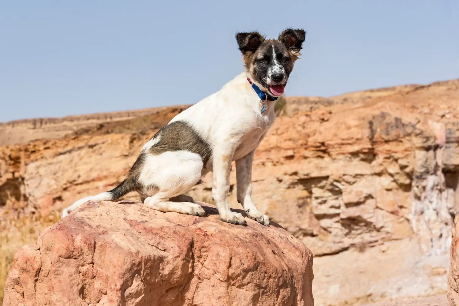 Buying a Canaan Dog puppy means taking responsibility! Buy Canaan Dog puppies.