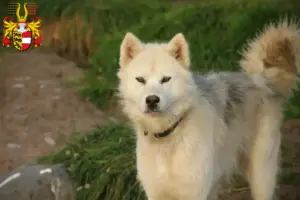 Read more about the article Canadian Eskimo Dog Breeder and Puppies in Carinthia