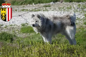 Read more about the article Canadian Eskimo Dog Breeder and Puppies in Upper Austria