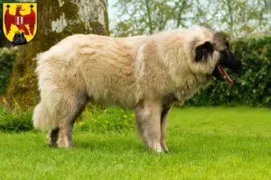 Read more about the article Cão Da Serra Da Estrela breeders and puppies in Burgenland
