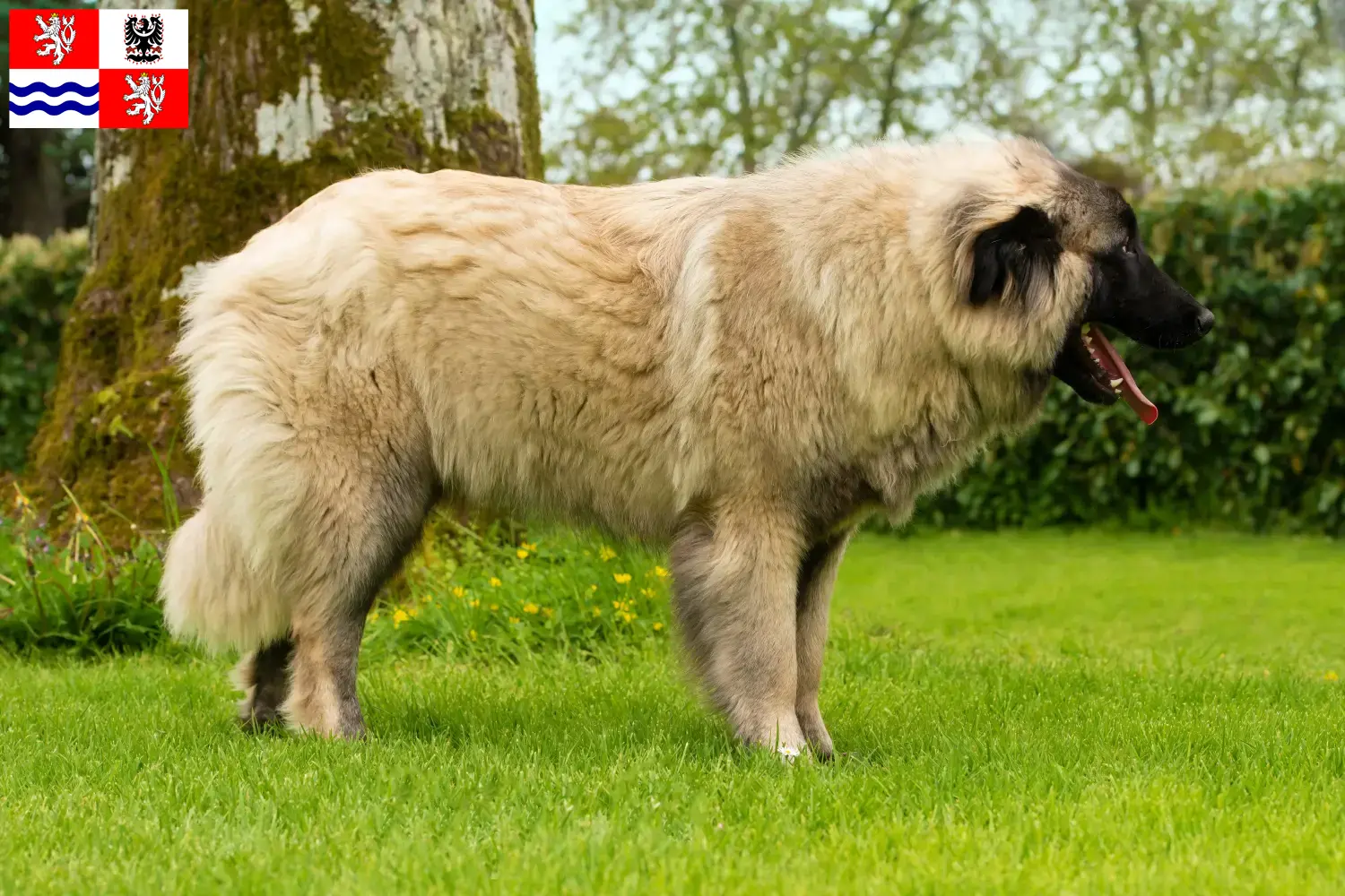 Read more about the article Cão Da Serra Da Estrela breeders and puppies in Central Bohemia