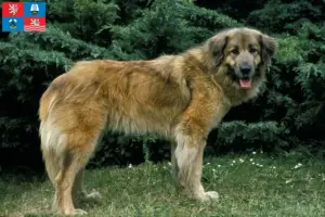 Read more about the article Cão Da Serra Da Estrela breeders and puppies in Carlsbad