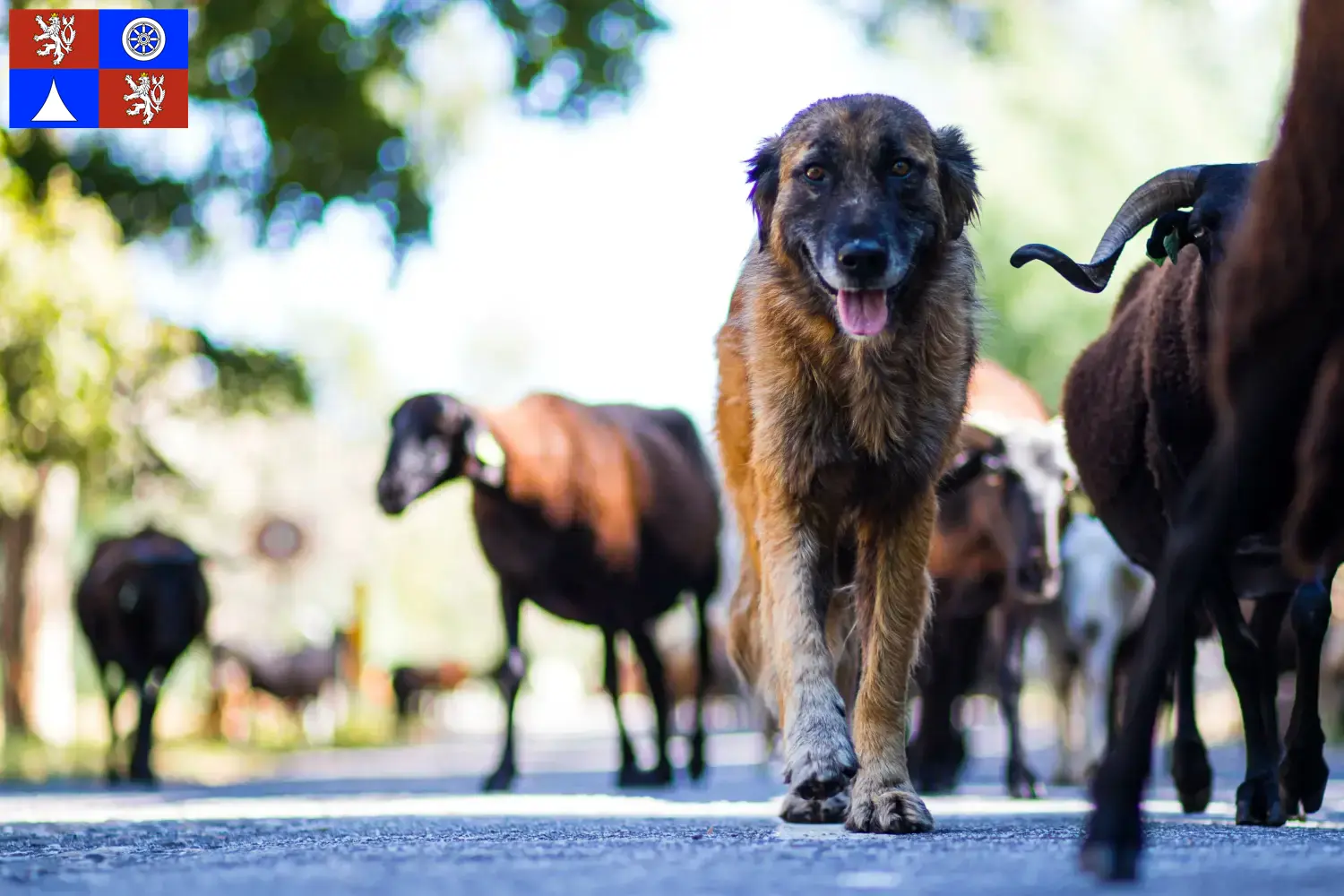 Read more about the article Cão Da Serra Da Estrela breeders and puppies in Liberec