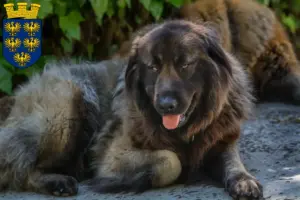 Read more about the article Cão Da Serra Da Estrela breeders and puppies in Lower Austria
