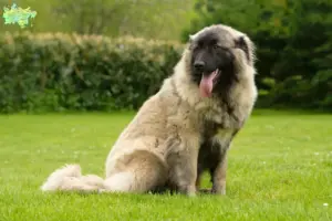 Read more about the article Cão Da Serra Da Estrela breeders and puppies in Midtjylland