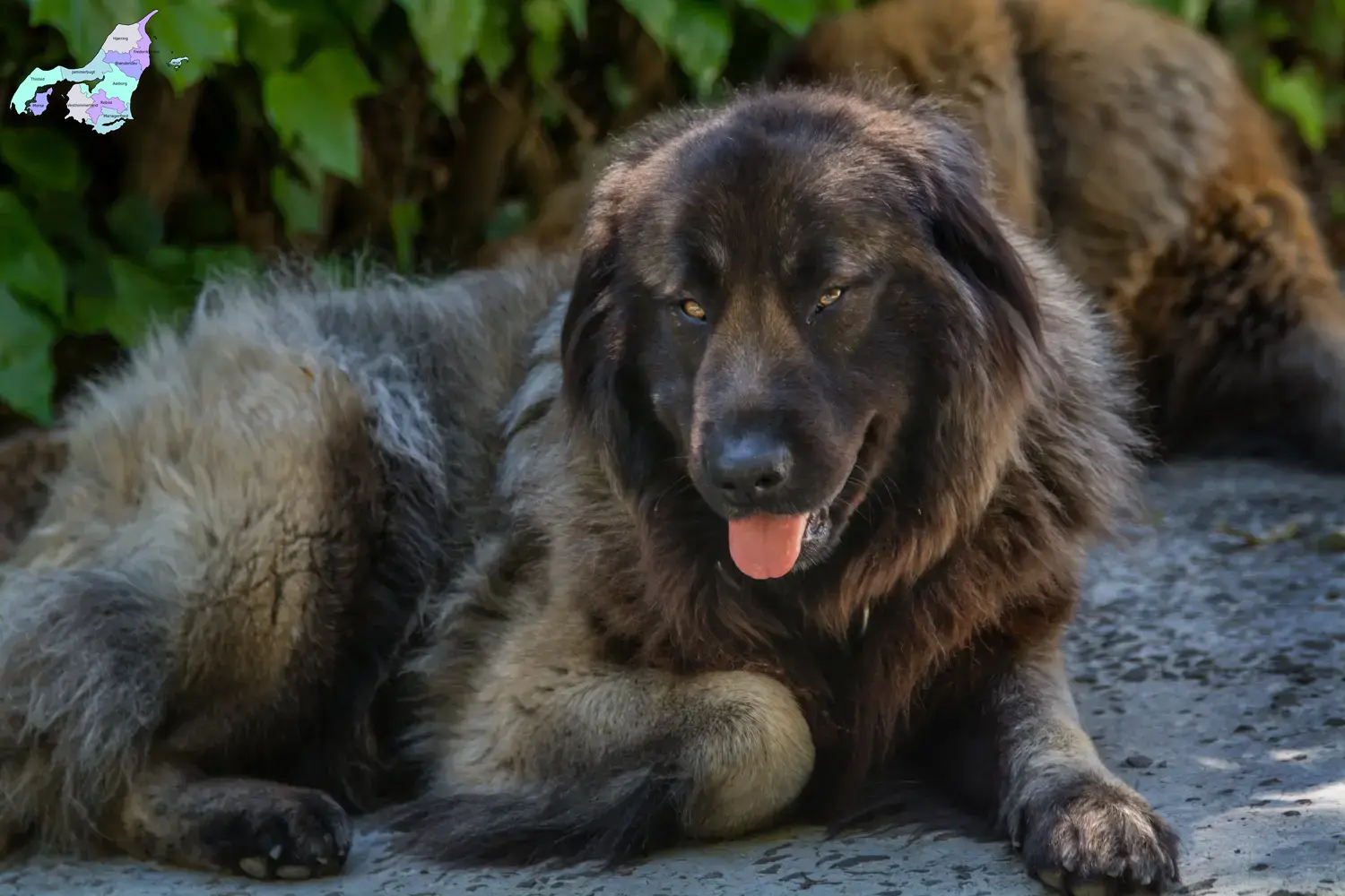 Read more about the article Cão Da Serra Da Estrela breeders and puppies in Nordjylland