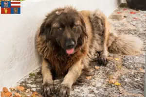 Read more about the article Cão Da Serra Da Estrela breeders and puppies in South Moravia