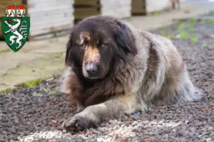 Read more about the article Cão Da Serra Da Estrela breeders and puppies in Styria