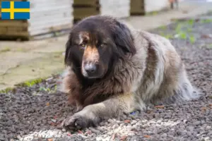Read more about the article Cão Da Serra Da Estrela breeders and puppies in Sweden