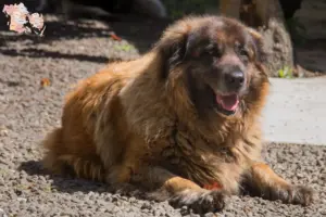 Read more about the article Cão Da Serra Da Estrela breeders and puppies in Syddanmark