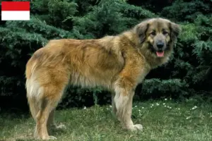 Read more about the article Cão Da Serra Da Estrela breeders and puppies in Vienna
