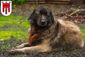 Read more about the article Cão Da Serra Da Estrela breeders and puppies in Vorarlberg