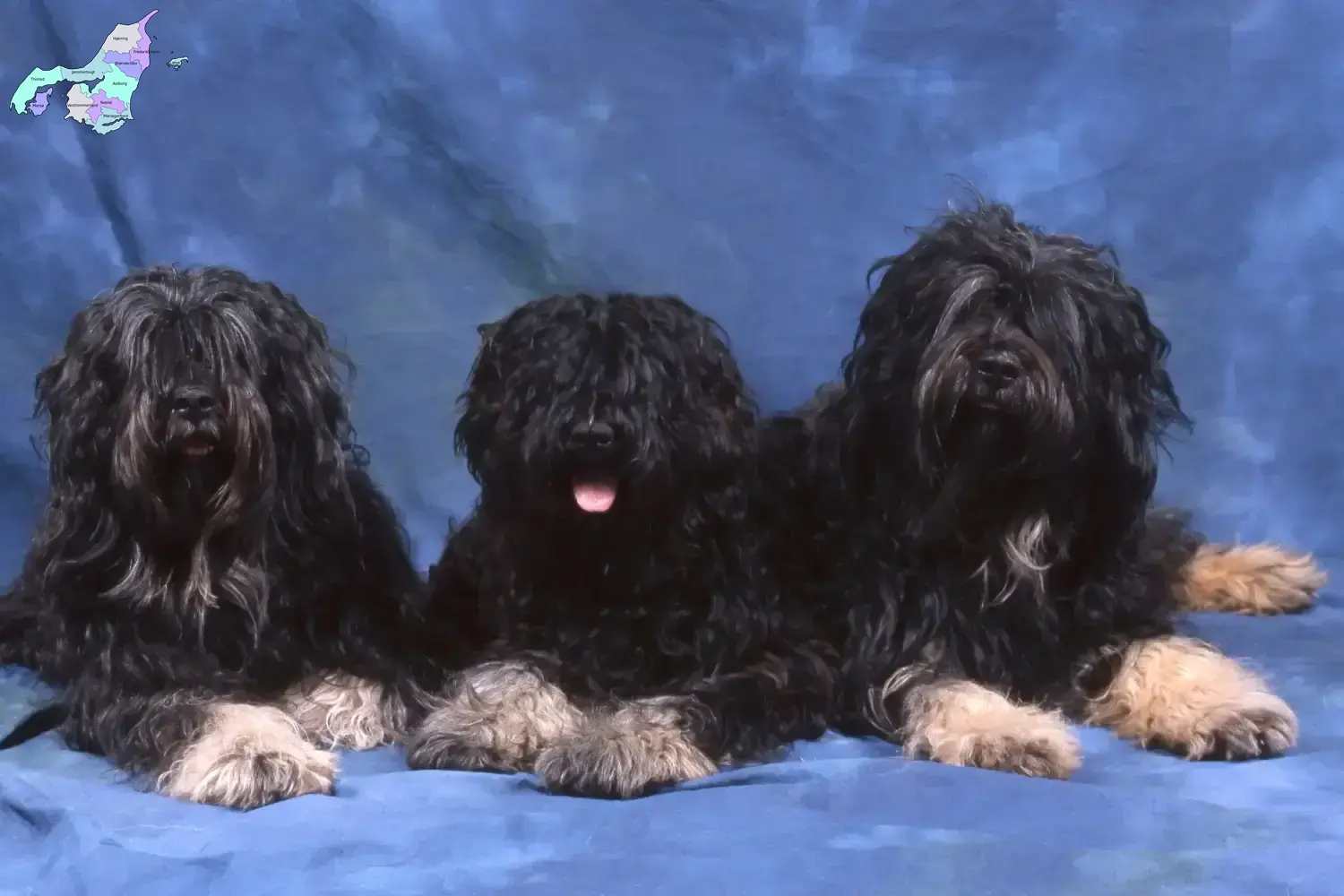 Read more about the article Cão da Serra de Aires breeders and puppies in Nordjylland