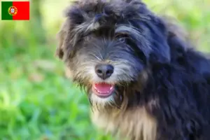 Read more about the article Cão da Serra de Aires breeders and puppies in Portugal