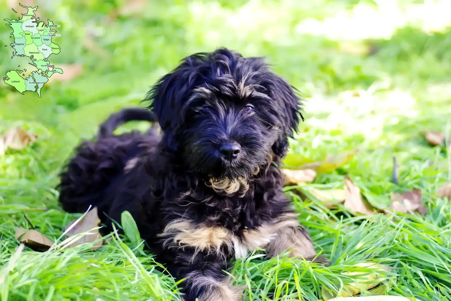 Cão da Serra de Aires puppies and breeder Sjælland Here you will find Cão da Serra de Aires breeders in Sjælland.