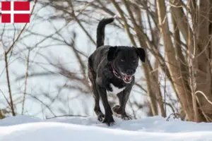 Read more about the article Cão Fila de São Miguel breeders and puppies in Denmark