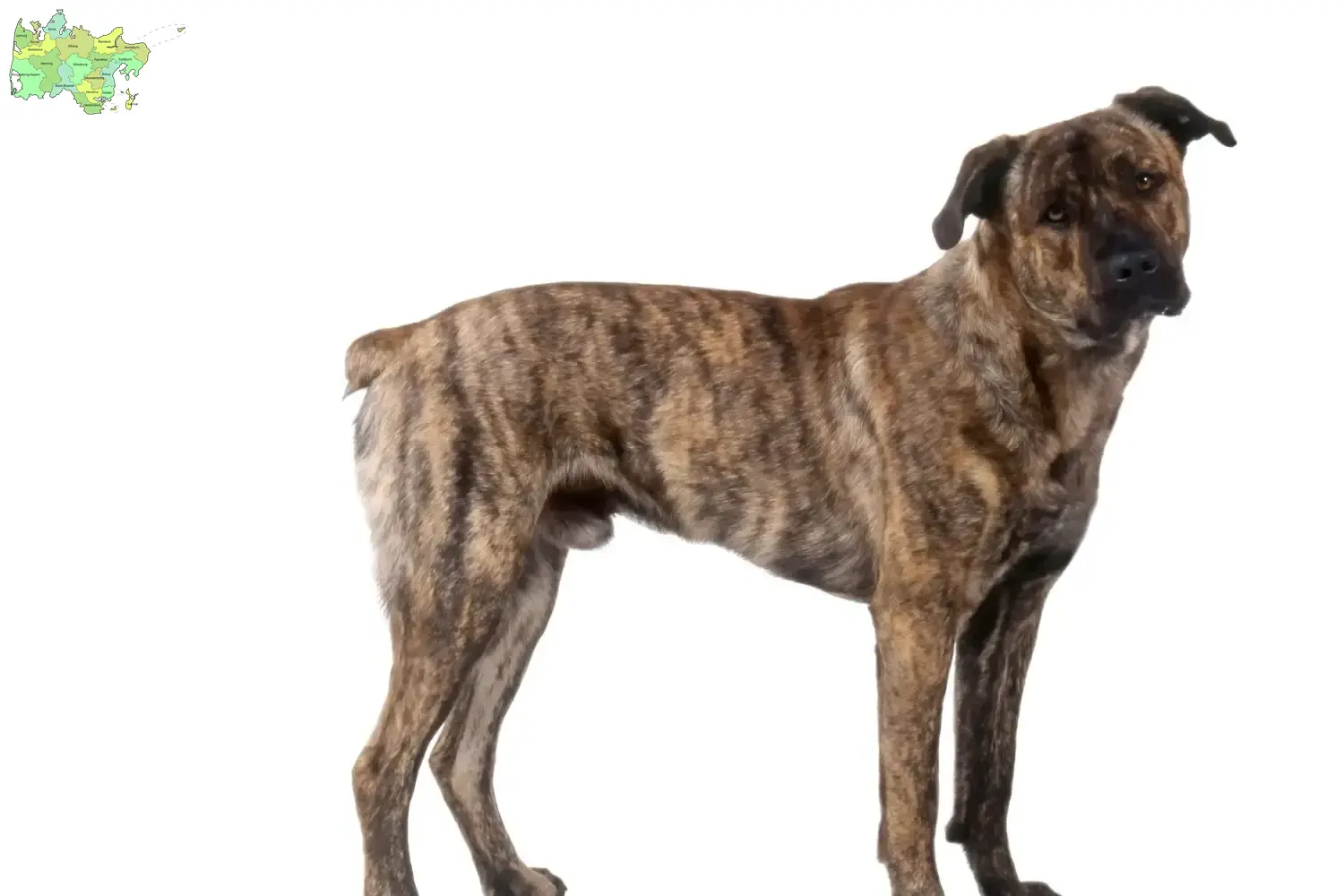 Read more about the article Cão Fila de São Miguel breeders and puppies in Midtjylland