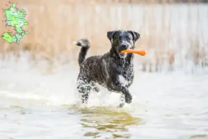 Read more about the article Cão Fila de São Miguel breeders and puppies in Sjælland