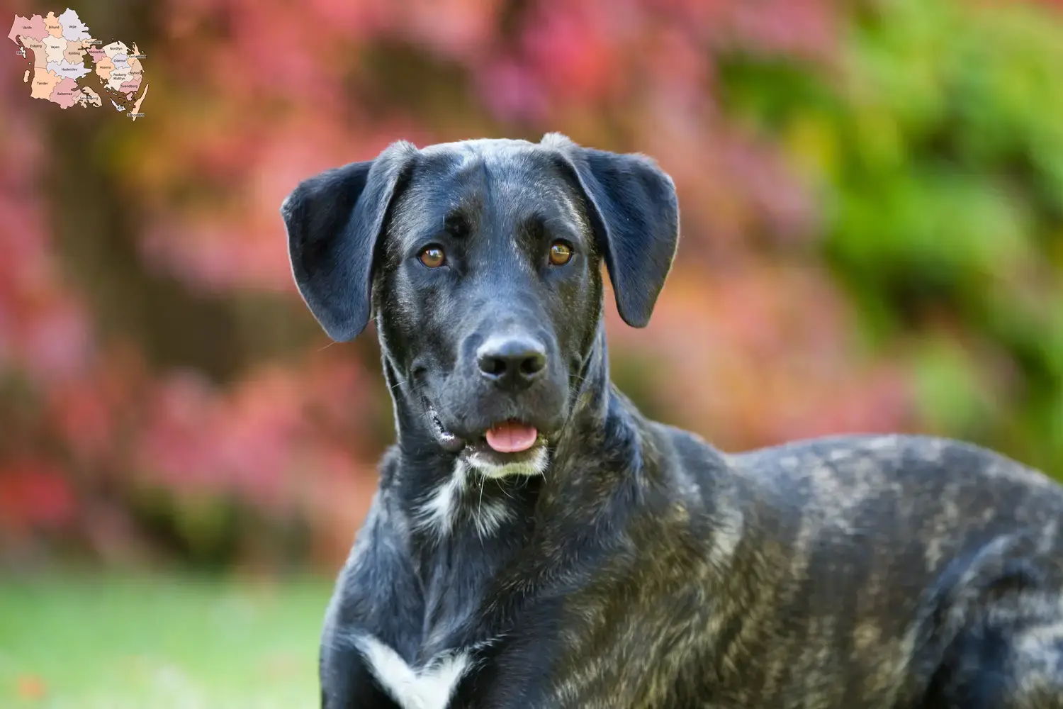 Read more about the article Cão Fila de São Miguel breeders and puppies in Syddanmark