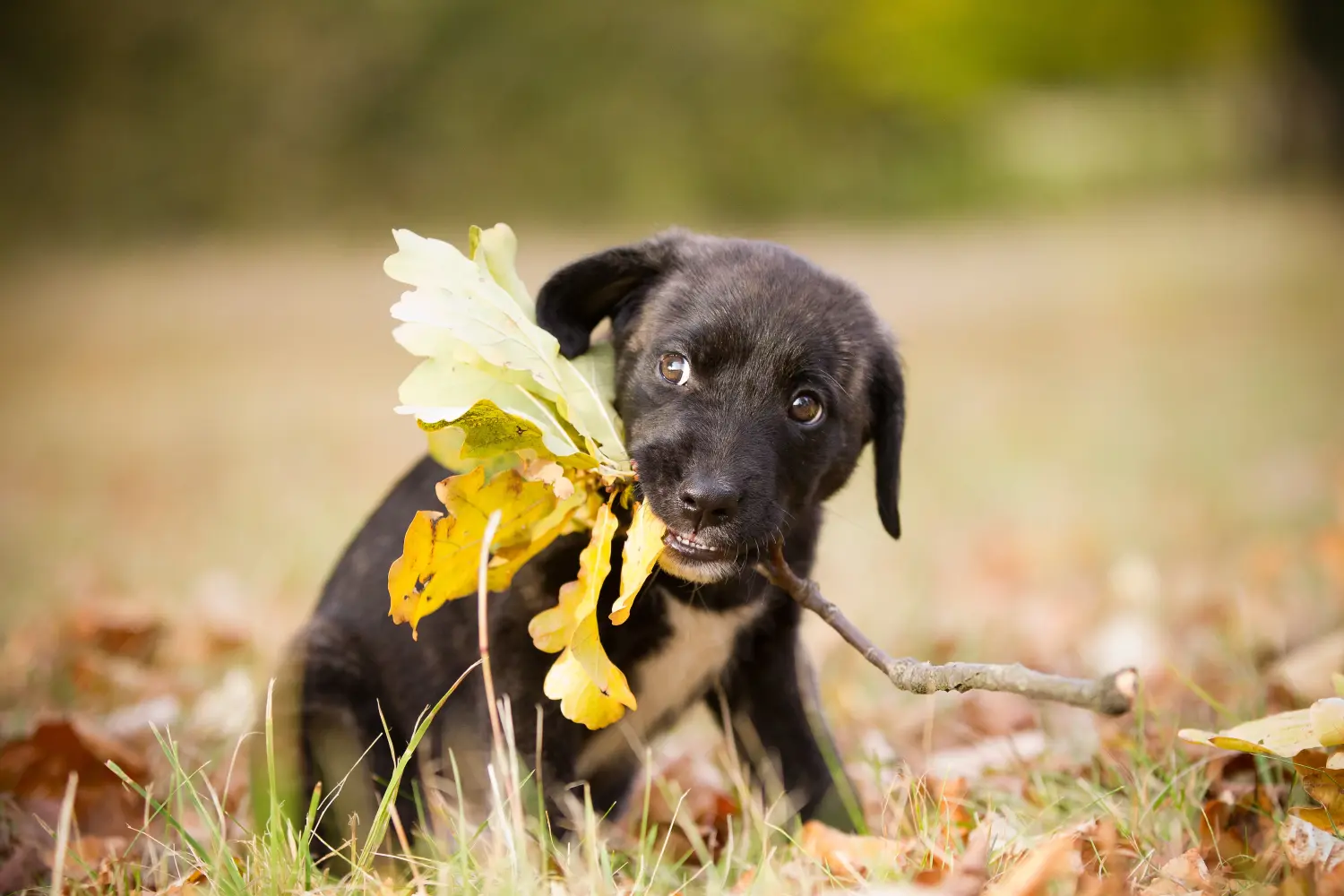 Buying a Cão Fila de São Miguel puppy means taking responsibility! Buy Cão Fila de São Miguel puppies.