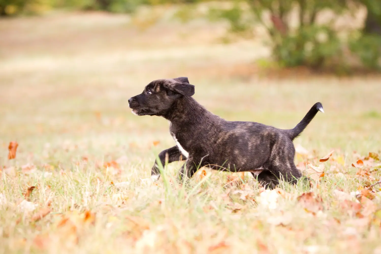 Buying a Cão Fila de São Miguel puppy means taking responsibility! Buy Cão Fila de São Miguel puppies.