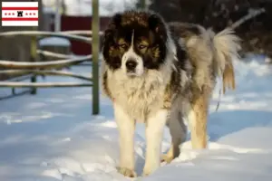Read more about the article Caucasian Shepherd Dog breeders and puppies in Drenthe