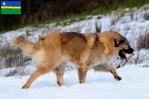 Read more about the article Caucasian Shepherd Dog breeders and puppies in Flevoland
