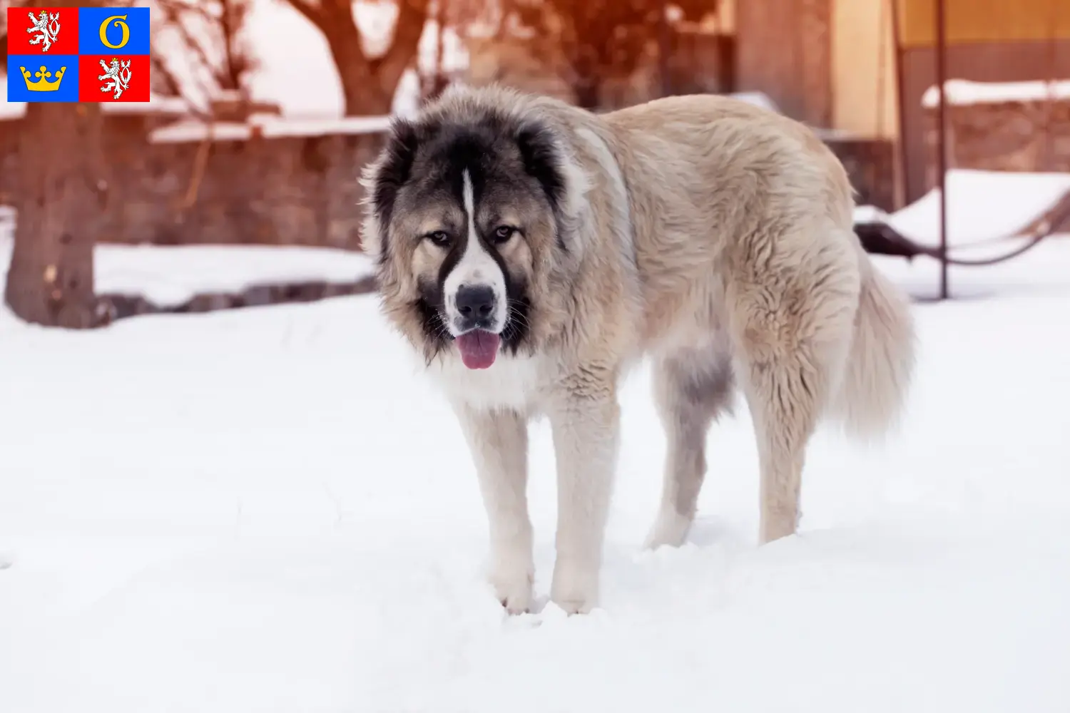Caucasian Shepherd puppies and breeders Hradec Králové Find Caucasian Shepherd Dog breeders in Hradec Králové.