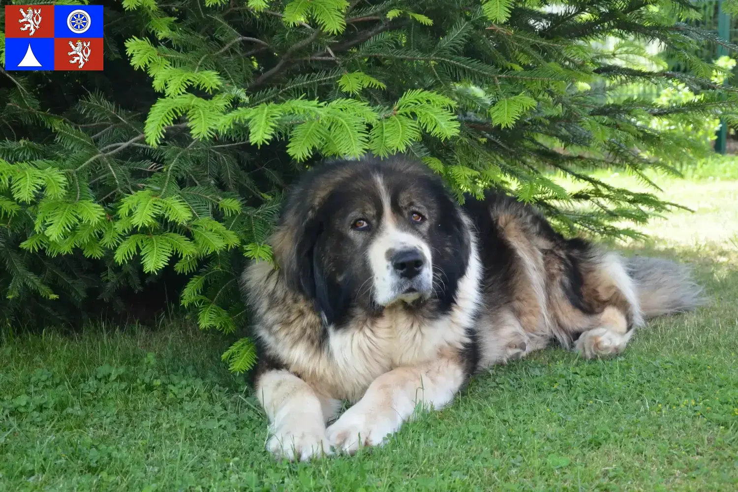 Read more about the article Caucasian Shepherd Dog Breeder and Puppies in Liberec