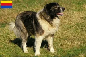 Read more about the article Caucasian Shepherd Dog breeder and puppies in North Holland