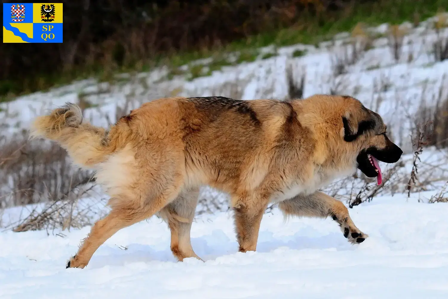 Caucasian Shepherd puppies and breeders Olomouc Find Caucasian Shepherd Dog breeders in Olomouc.