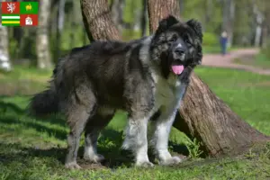 Read more about the article Caucasian Shepherd Dog breeder and puppies in Pilsen