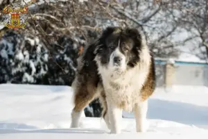 Read more about the article Caucasian Shepherd Dog Breeder and Puppies in Prague