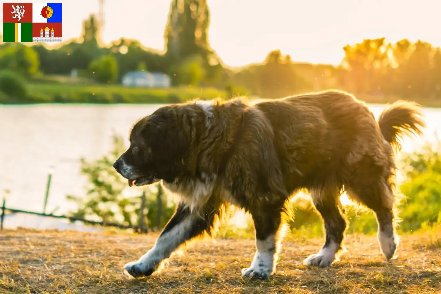 Read more about the article Caucasian Shepherd Dog Breeder and Puppies in South Bohemia