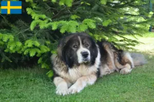 Read more about the article Caucasian Shepherd Dog Breeder and Puppies in Sweden