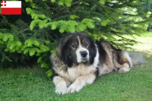 Read more about the article Caucasian Shepherd Dog breeder and puppies in Utrecht