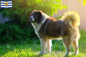 Read more about the article Caucasian Shepherd Dog breeder and puppies in Zeeland