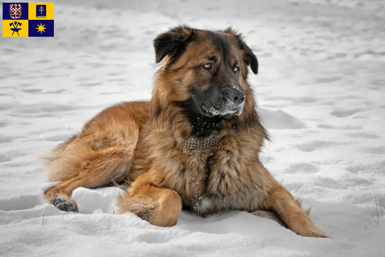 Read more about the article Caucasian Shepherd Dog breeder and puppies in Zlín