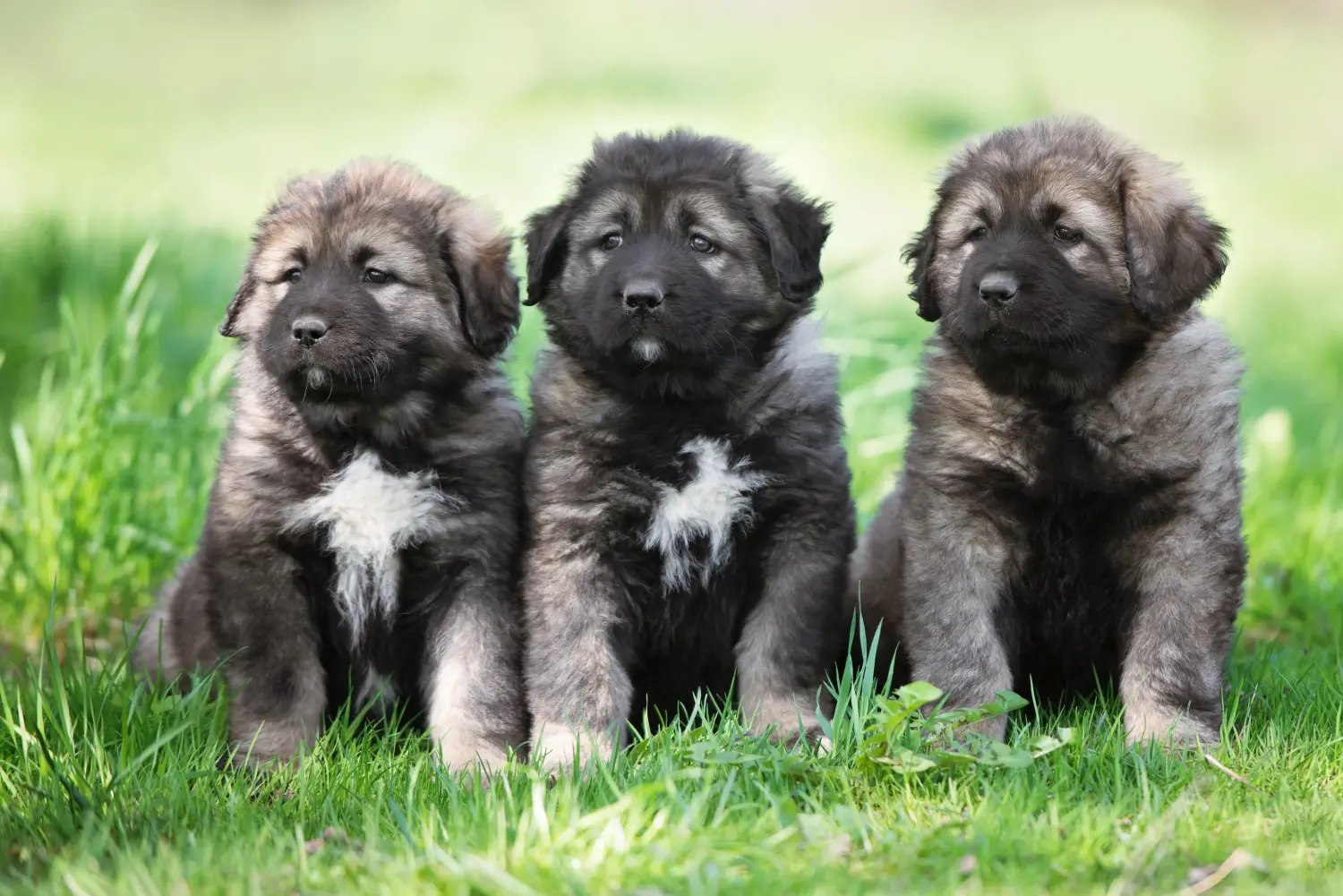 Buying a Caucasian Shepherd puppy means taking responsibility! Buy Caucasian Shepherd puppies.