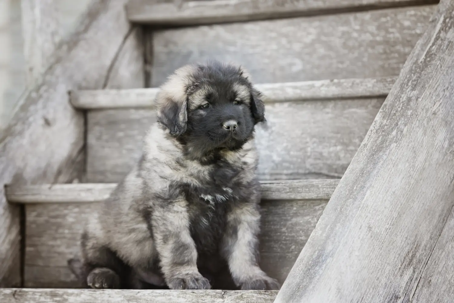 Buying a Caucasian Shepherd puppy means taking responsibility! Buy Caucasian Shepherd puppies.